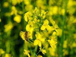 Rapeseed / Mustard Honey